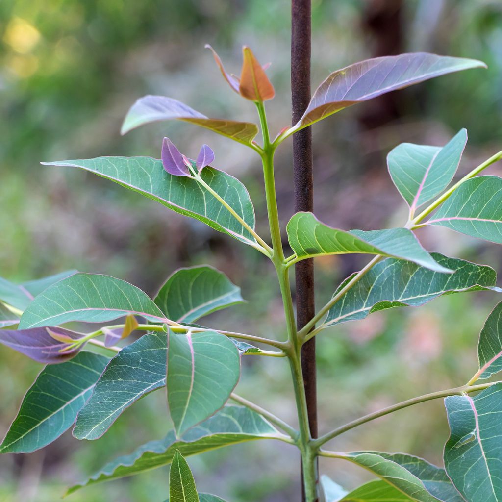 Eucalyptus deglupta - Regenbogen-Eukalyptus