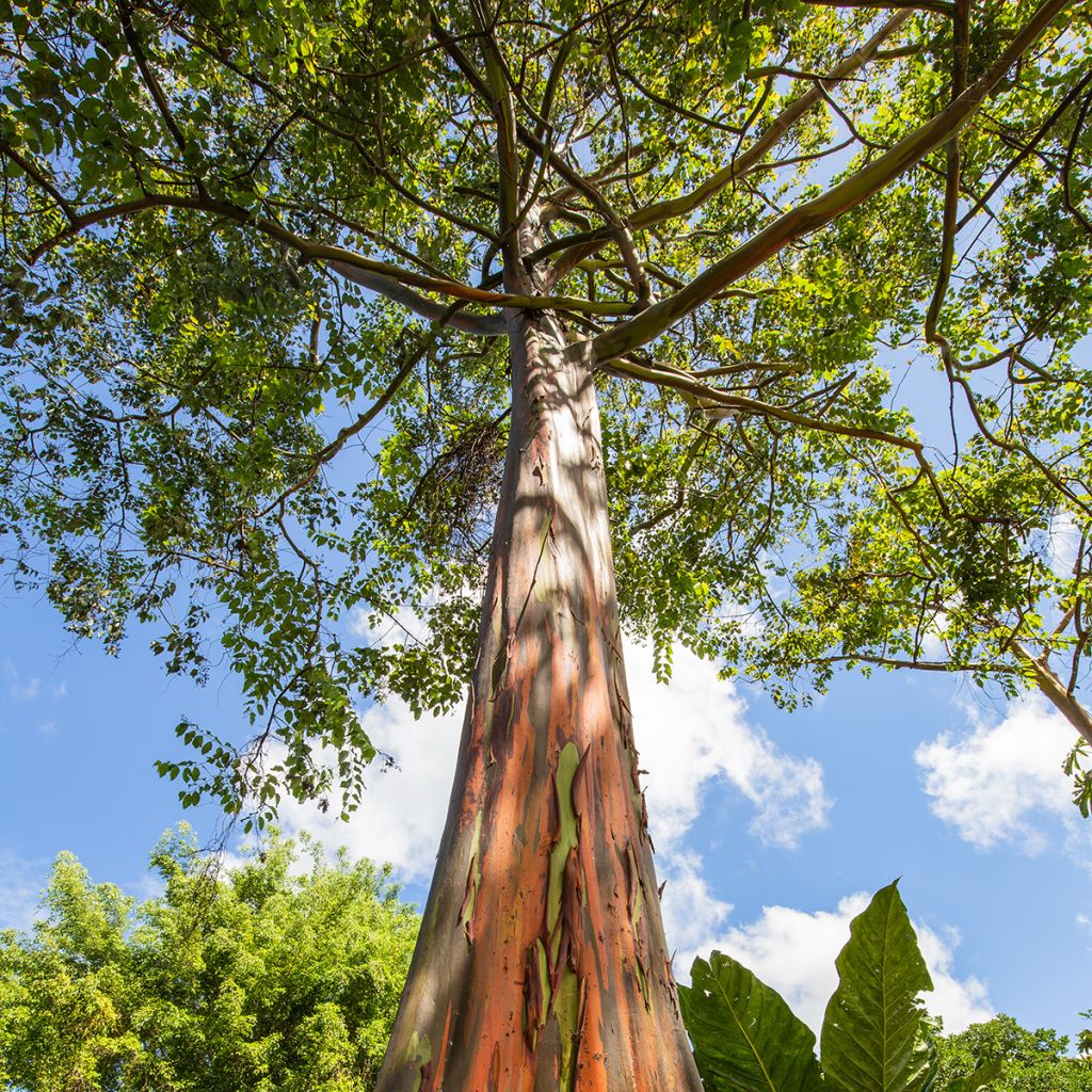 Eucalyptus deglupta - Regenbogen-Eukalyptus