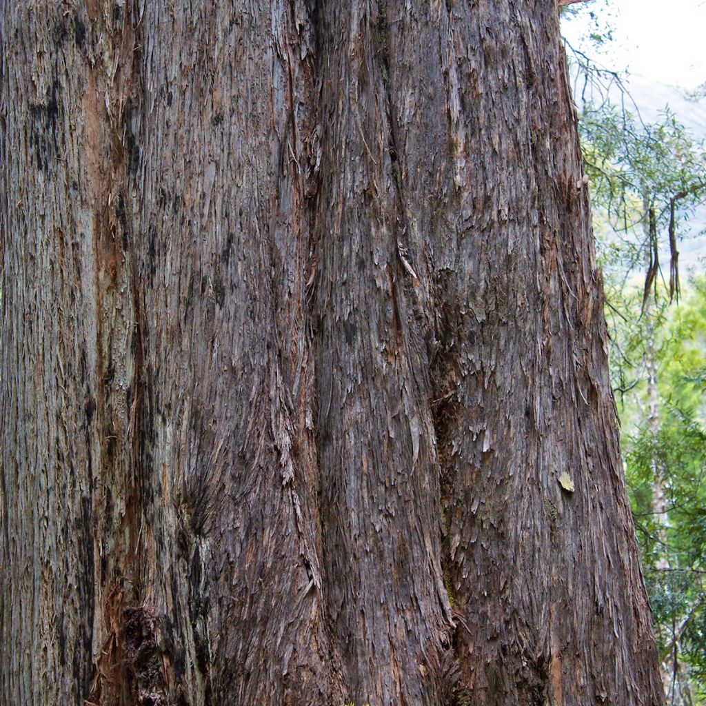 Eucalyptus delegatensis subsp. tasmaniensi