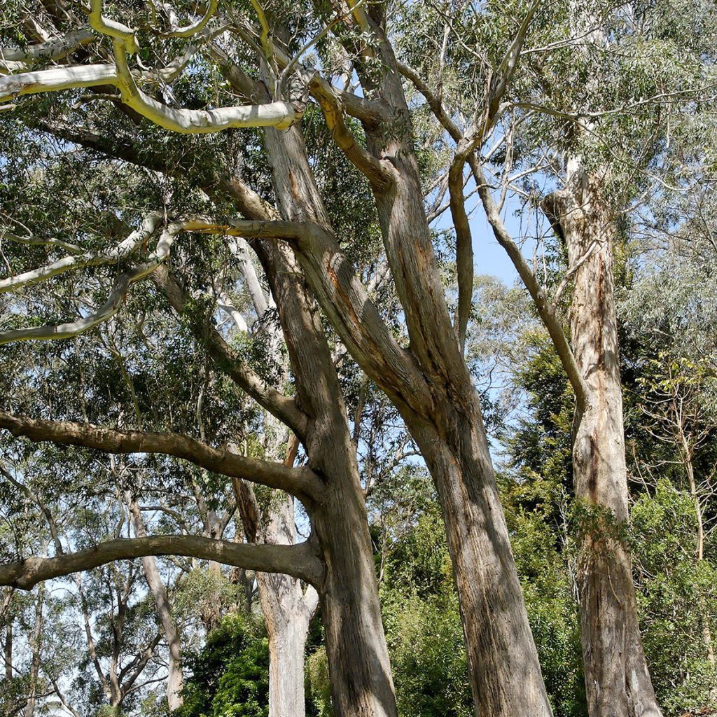 Eucalyptus fastigata