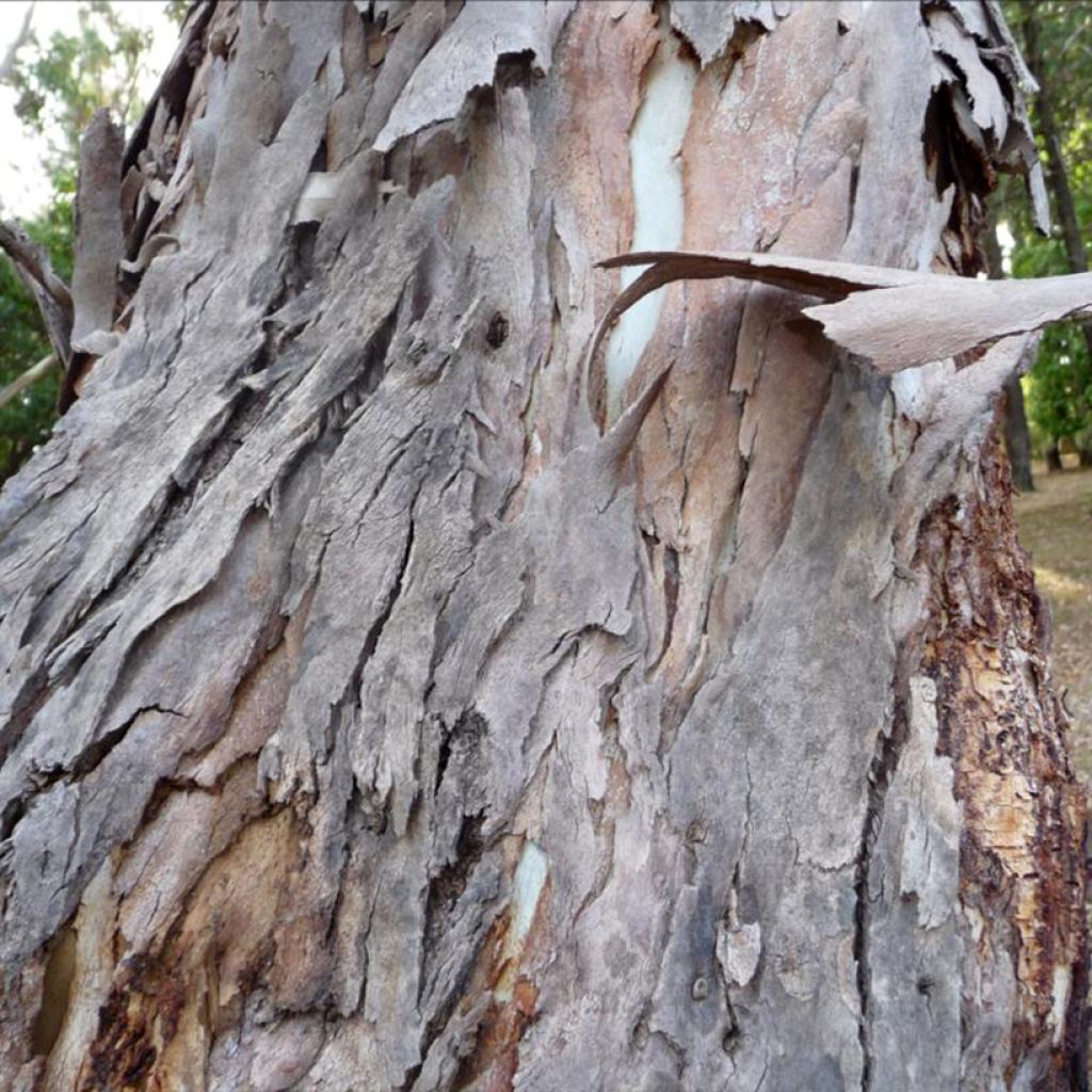 Eucalyptus fastigata