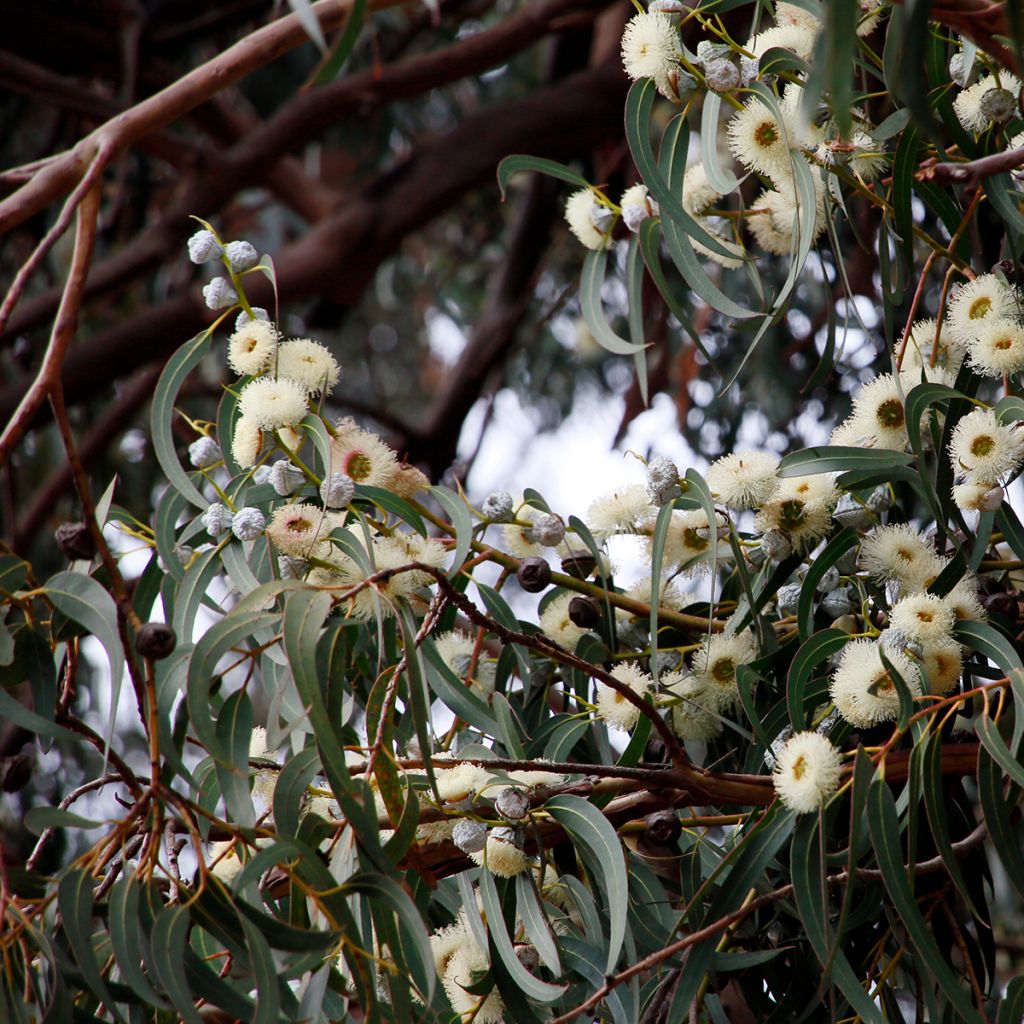 Eucalyptus globulus - Eucalyptusbaum