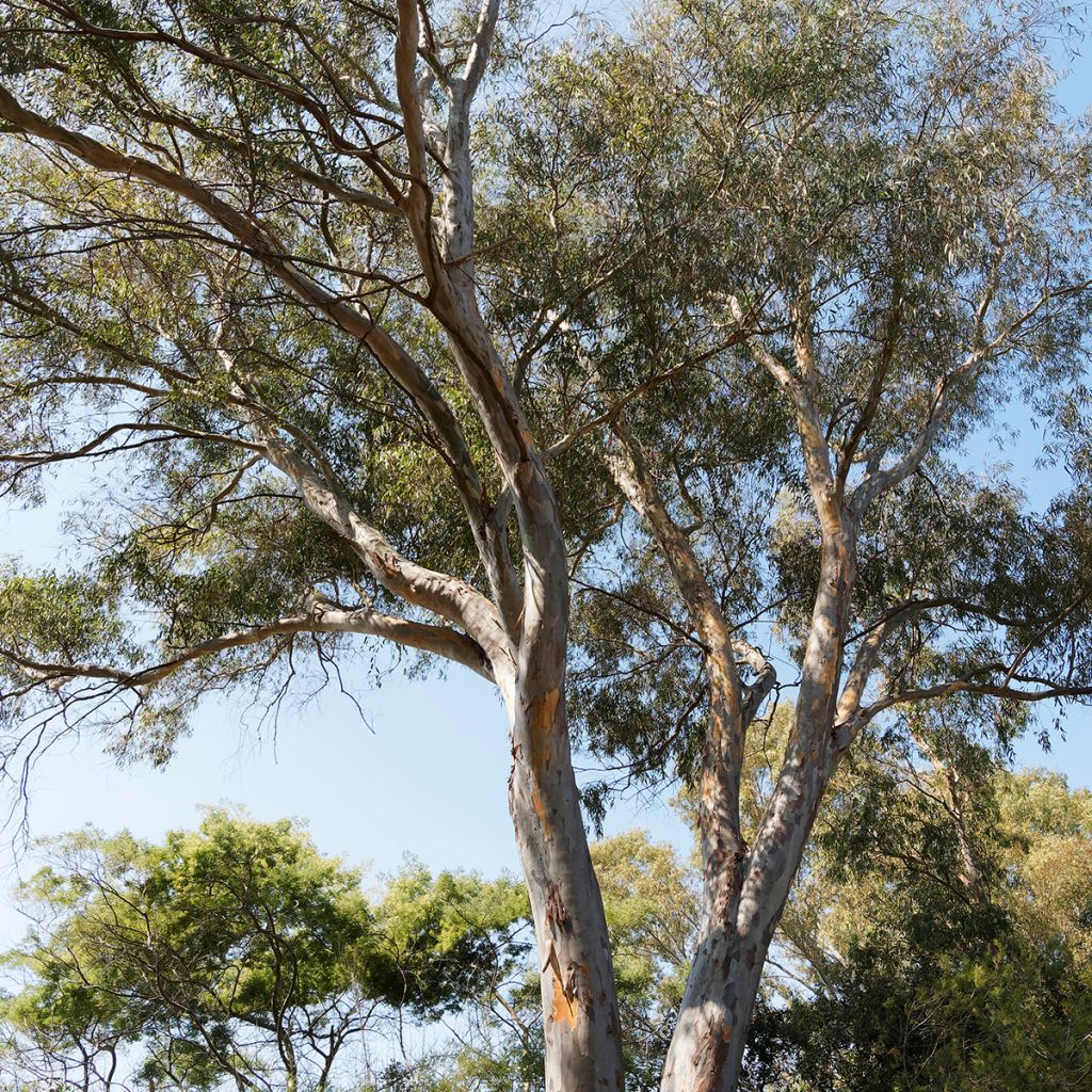 Eucalyptus globulus - Eucalyptus commun ou Gommier bleu 