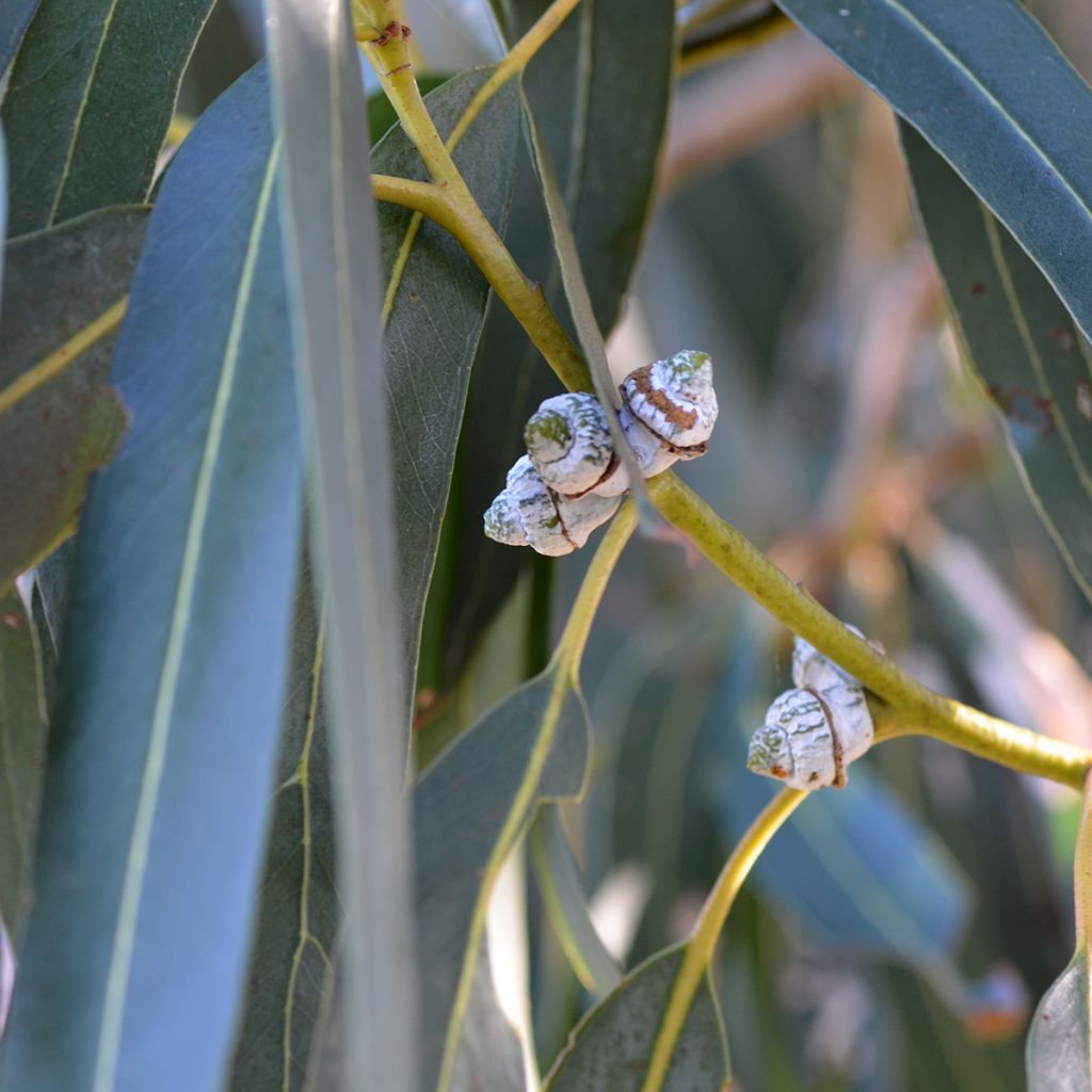 Eucalyptus globulus subsp. bicostata