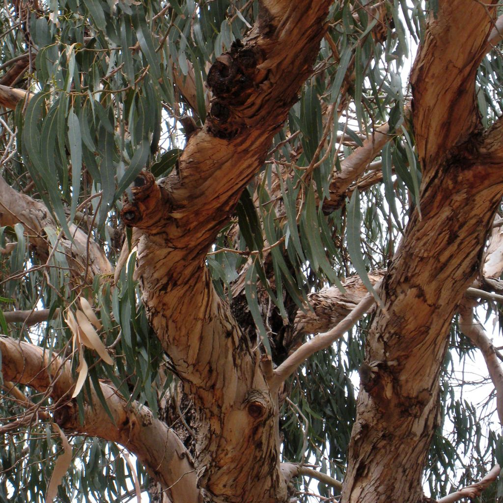 Eucalyptus globulus subsp. bicostata