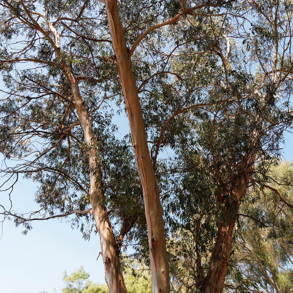 Eucalyptus globulus subsp. bicostata