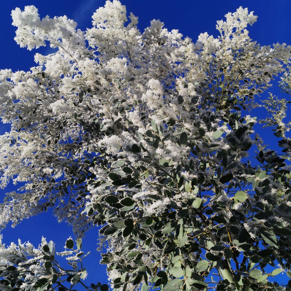 Eucalyptus gunnii Azura - Gommier cidre