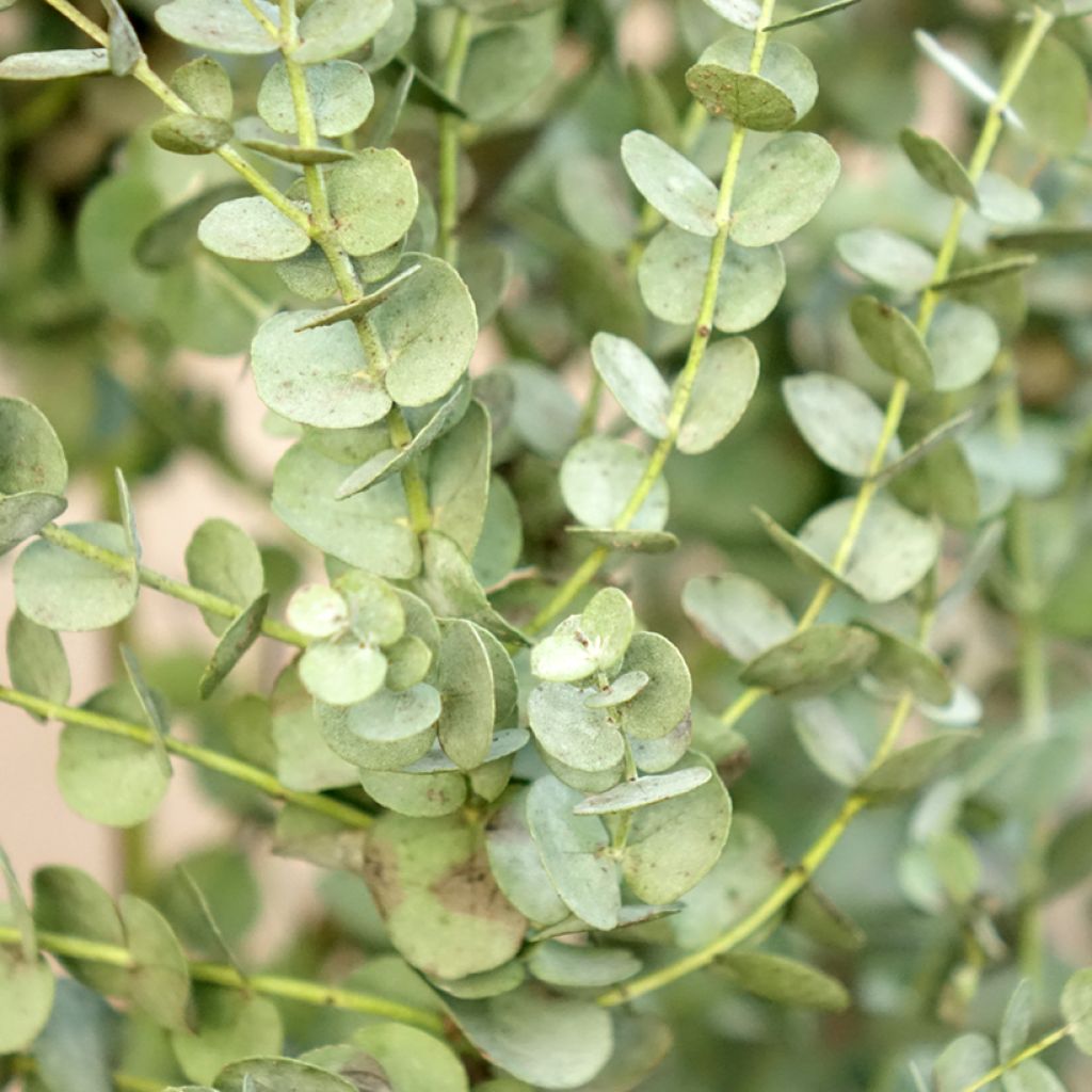 Eucalyptus gunnii Azura Cagire - Mostgummi-Eukalyptus