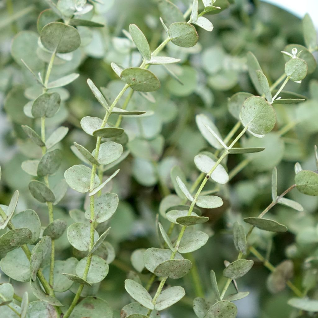 Eucalyptus gunnii Azura Cagire - Mostgummi-Eukalyptus