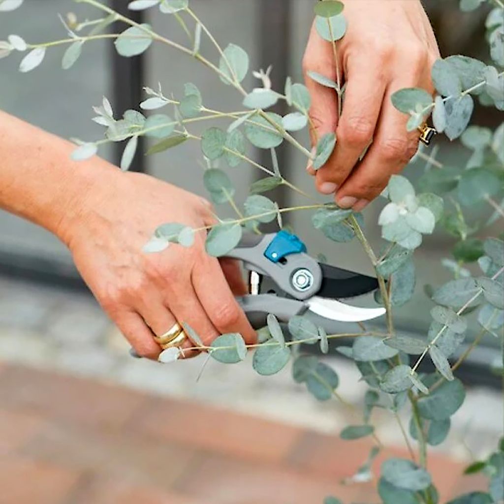 Eucalyptus gunnii Blaue Liebe - Mostgummi-Eukalyptus