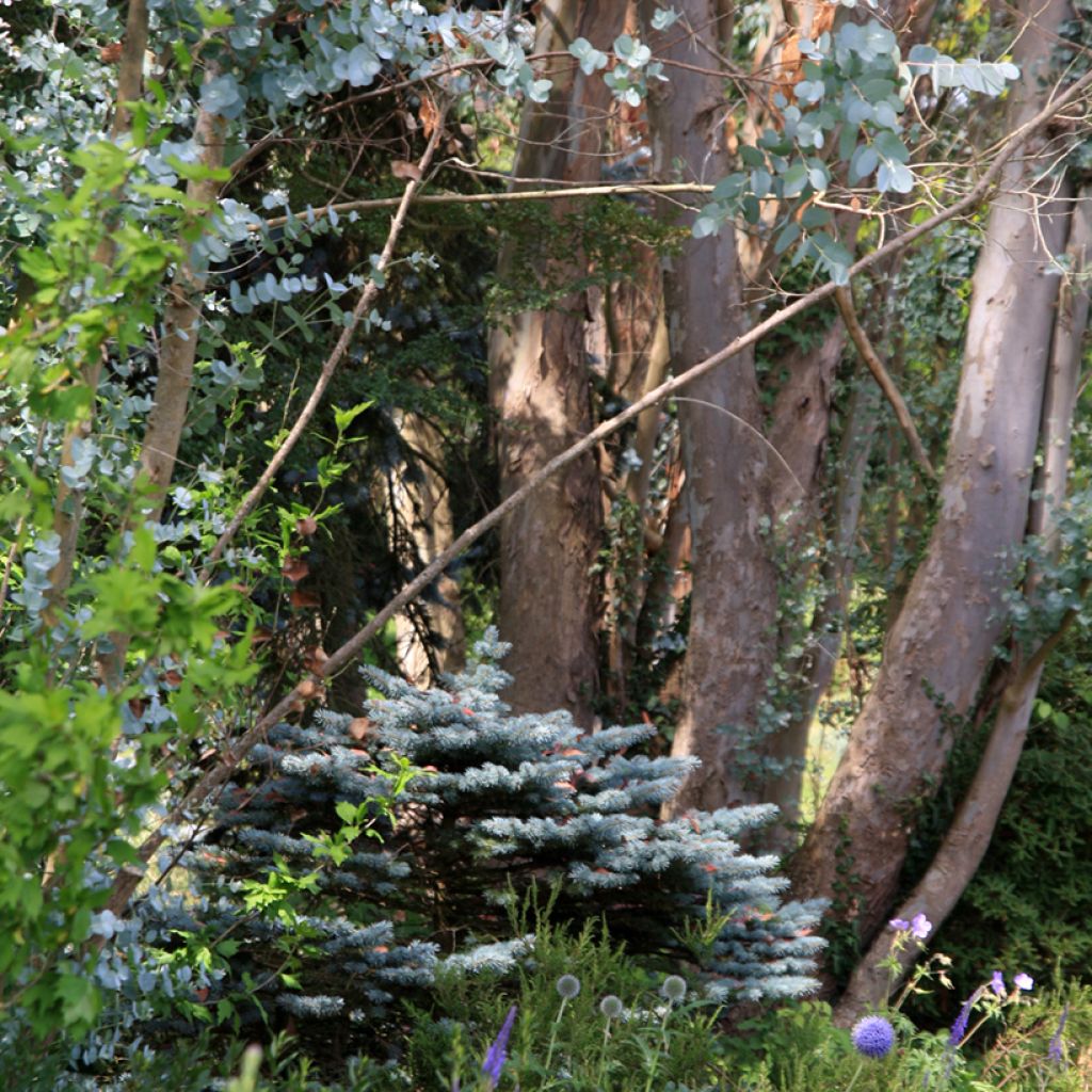 Eucalyptus gunnii - Mostgummi-Eukalyptus