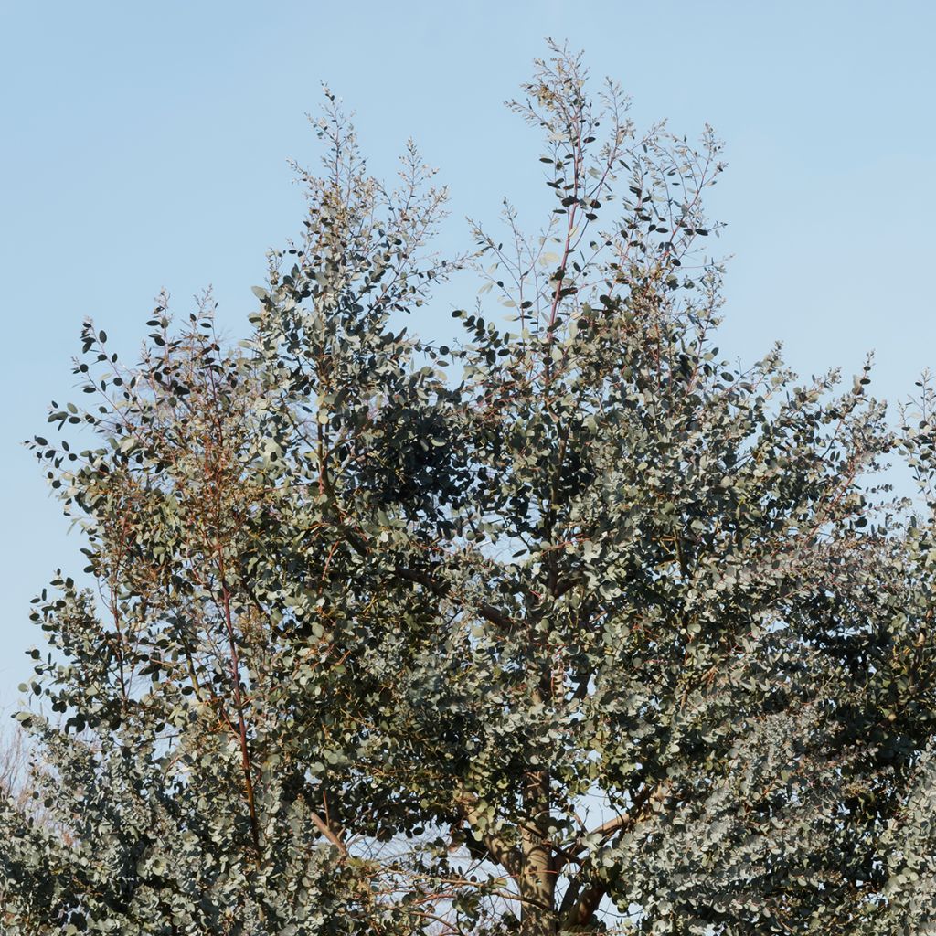 Eucalyptus gunnii subsp divaricata - Mostgummi-Eukalyptus