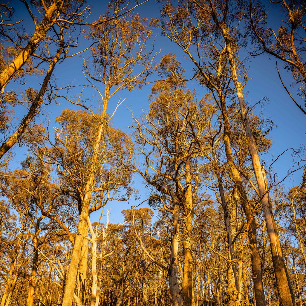 Eucalyptus johnstonii