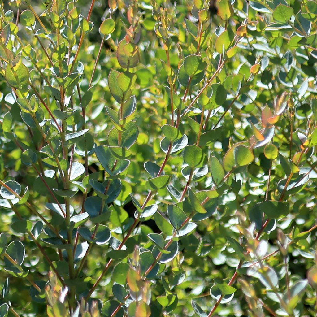 Eucalyptus kruseana latens Moon Lagoon