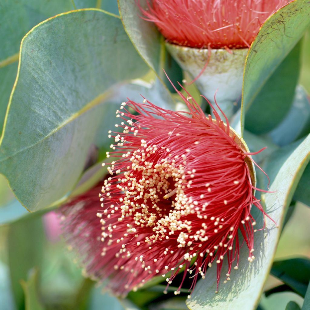 Eucalyptus macrocarpa