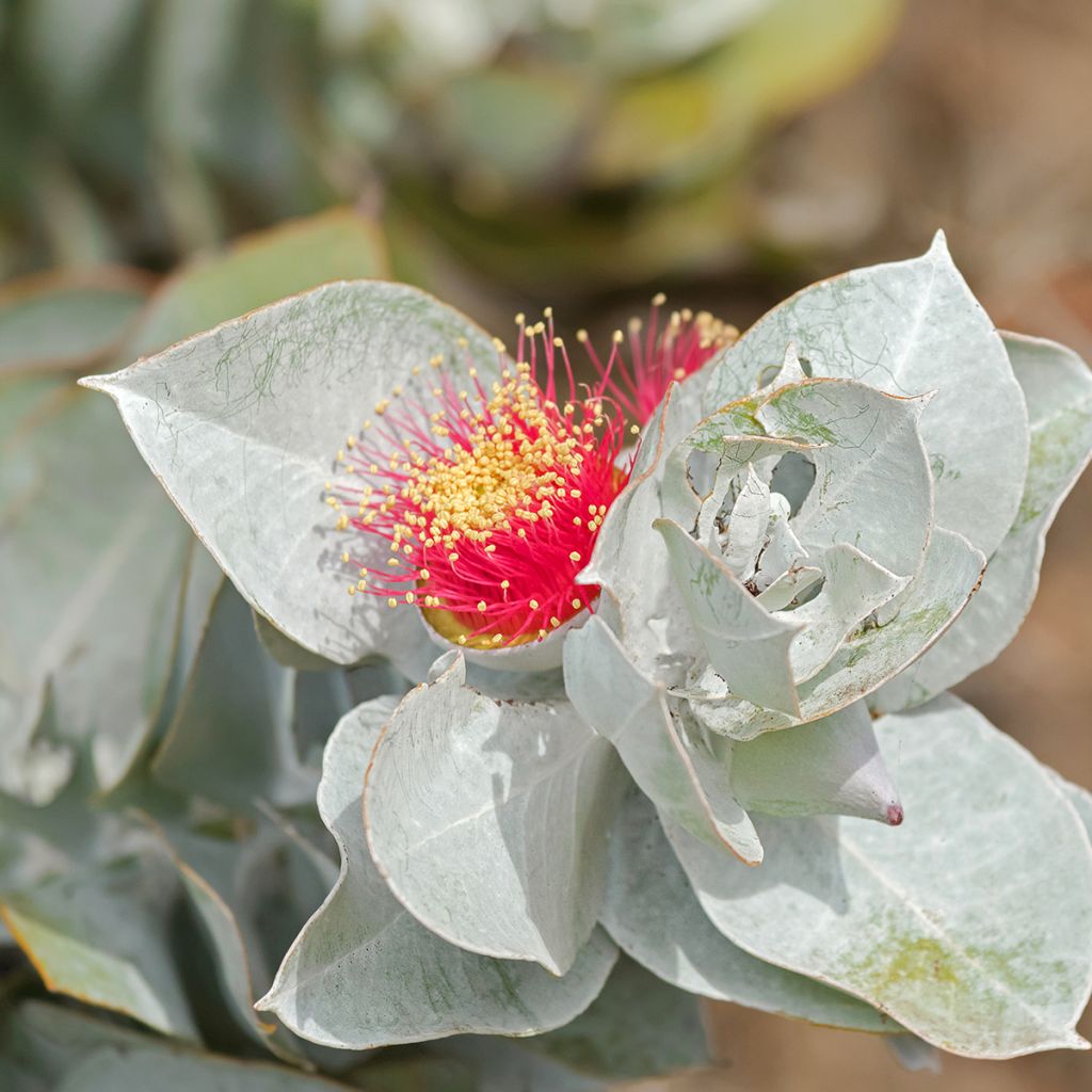 Eucalyptus macrocarpa