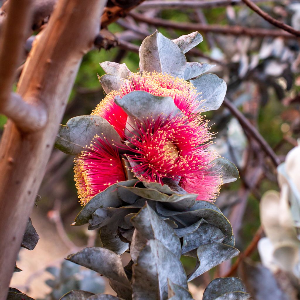 Eucalyptus macrocarpa