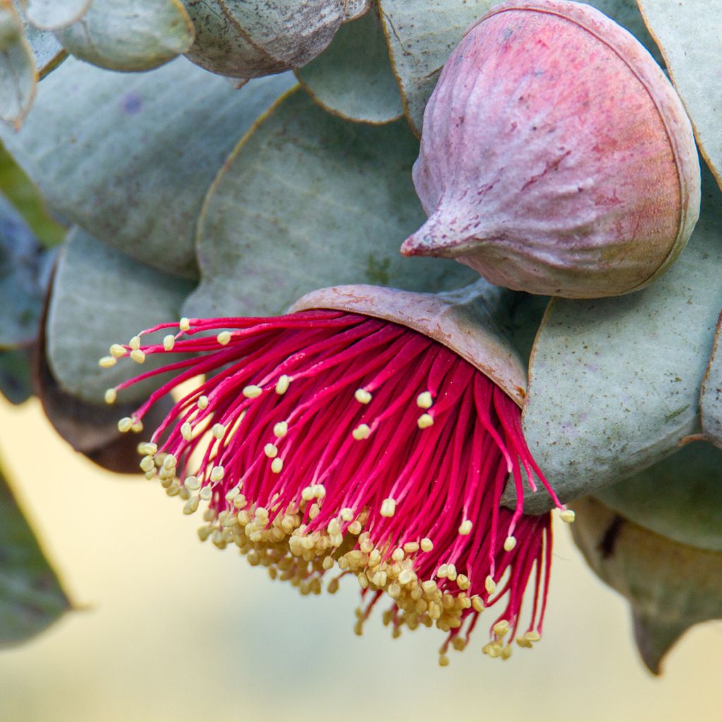 Eucalyptus macrocarpa