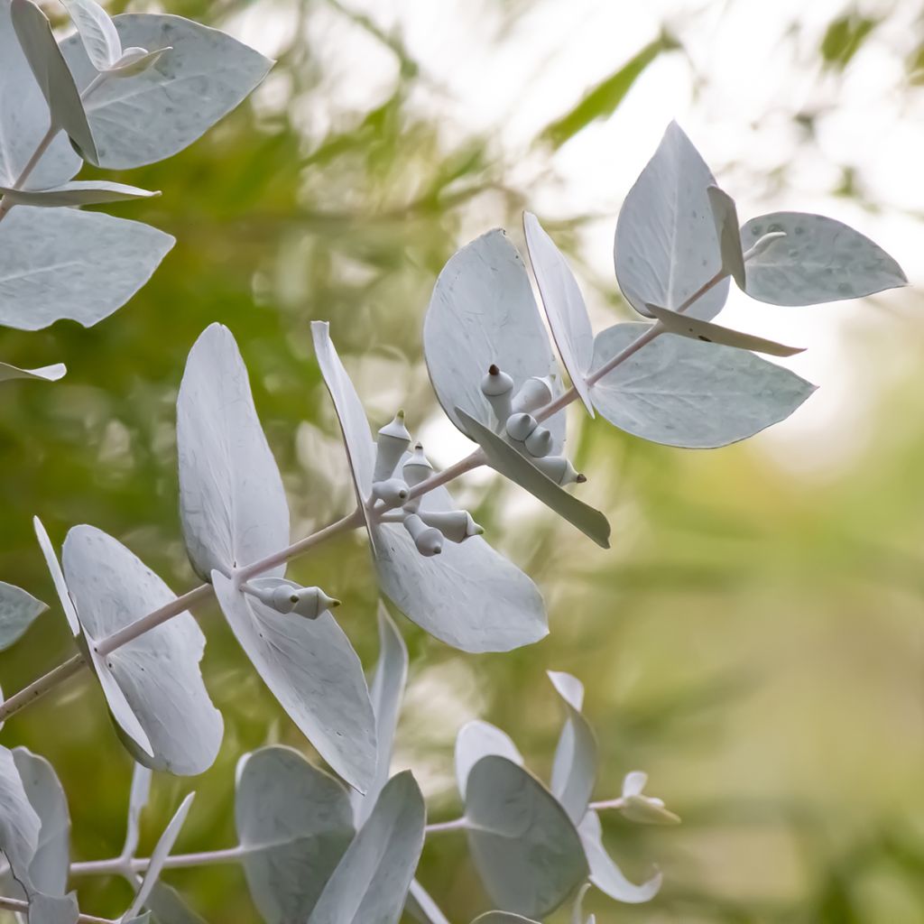 Eucalyptus macrocarpa