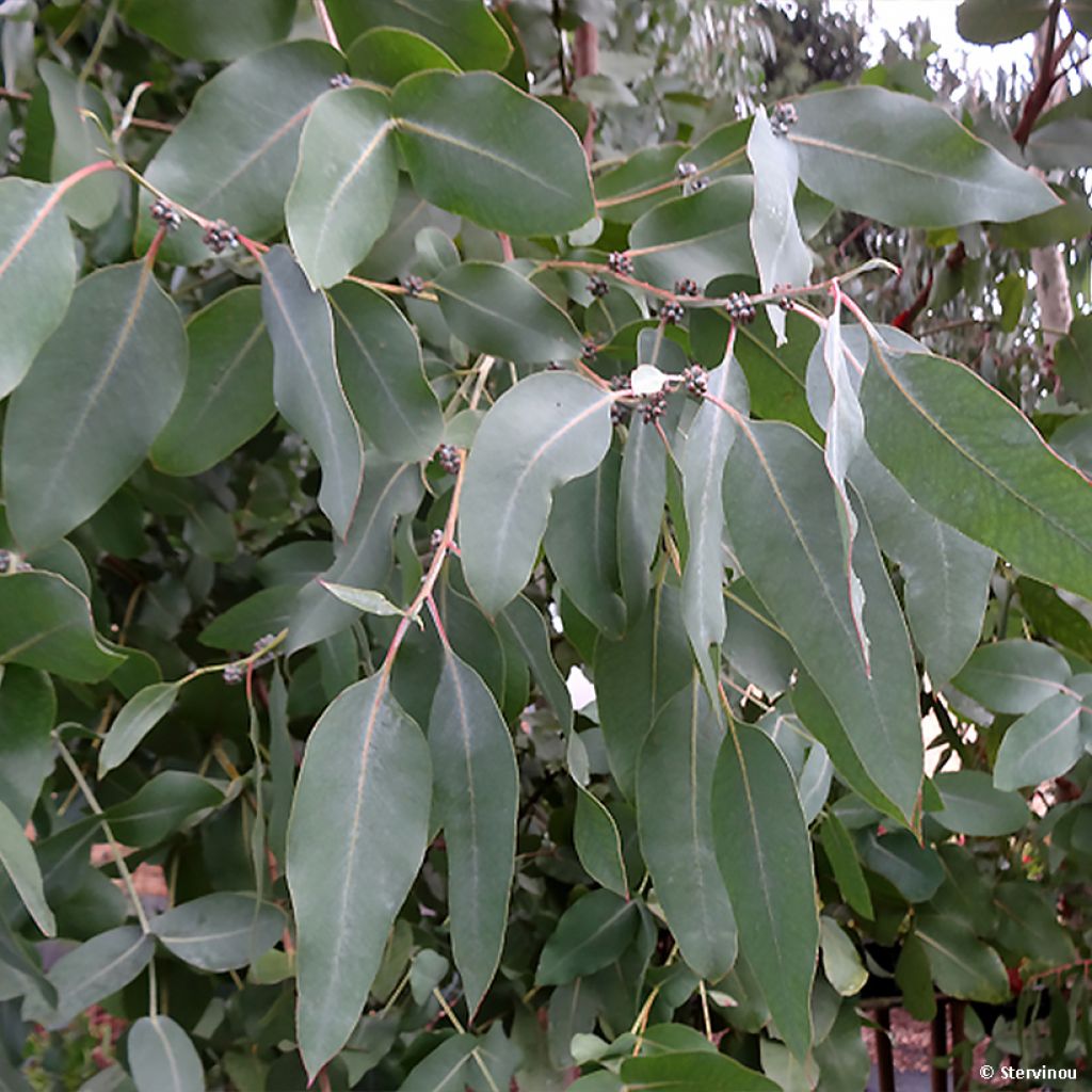 Eucalyptus neglecta