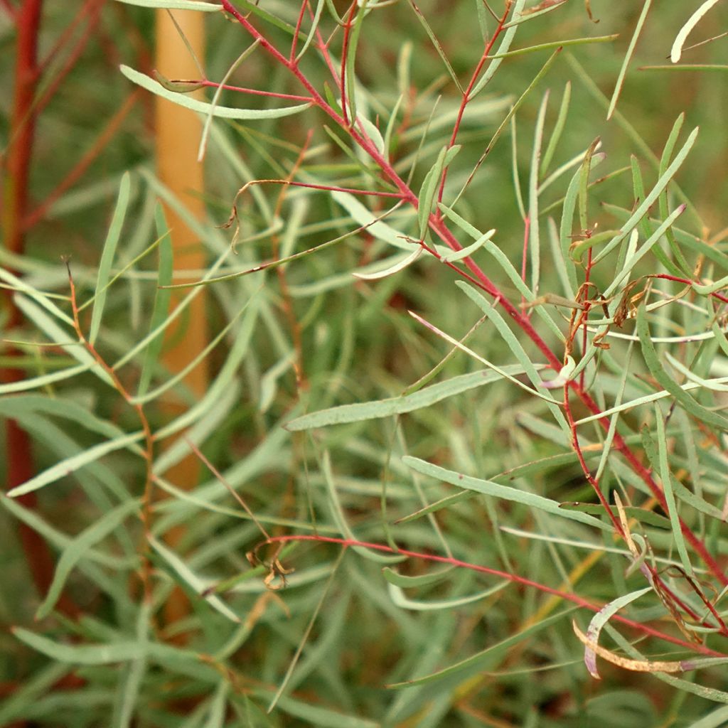 Eucalyptus nicholii