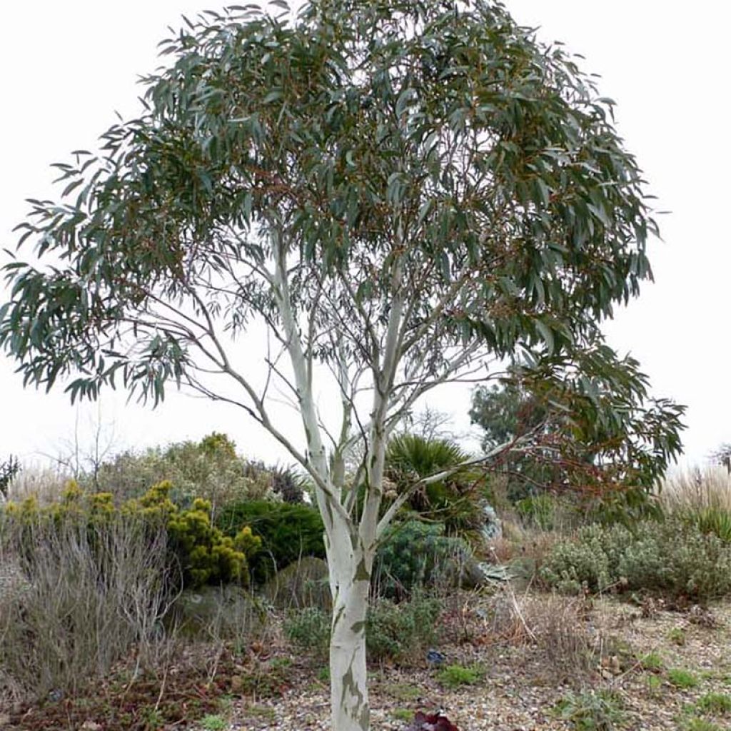 Eucalyptus pauciflora subsp. niphophila - Schnee-Eucalyptus