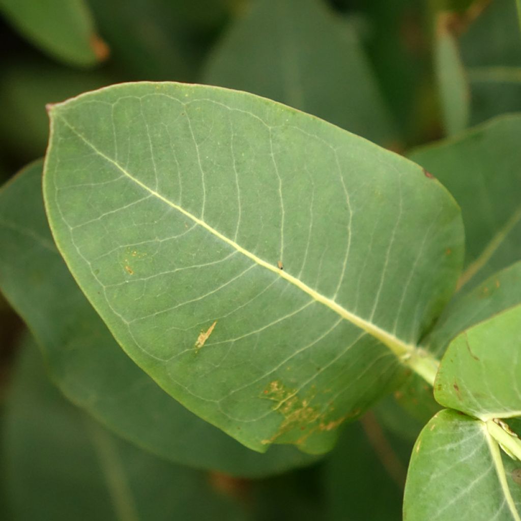 Eucalyptus nitens