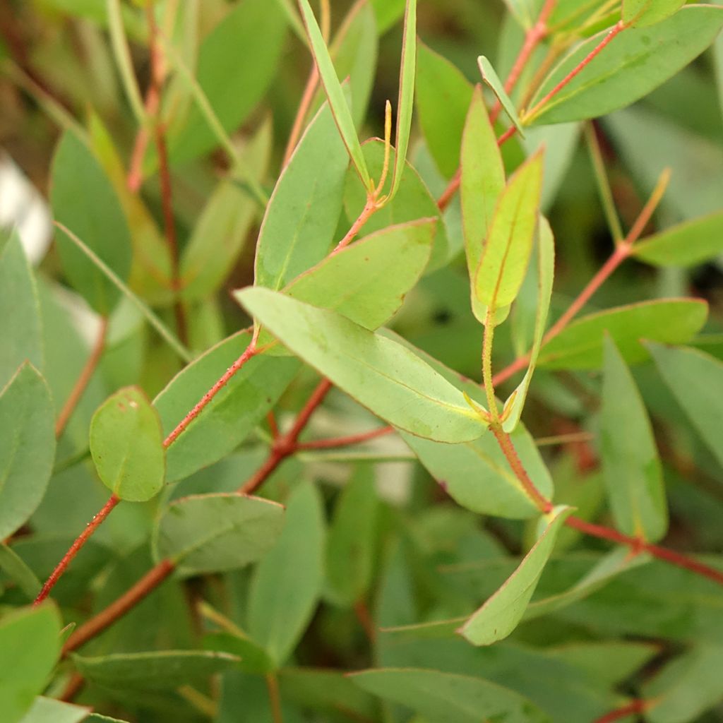 Eucalyptus nitida