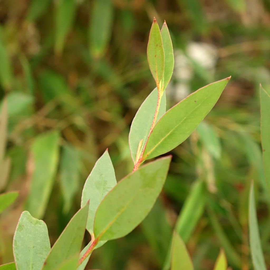 Eucalyptus nitida