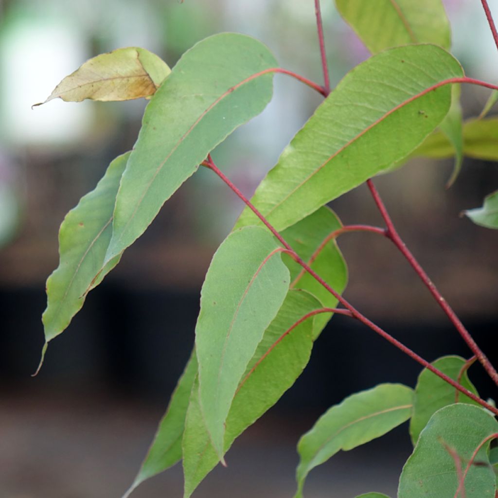 Eucalyptus obliqua