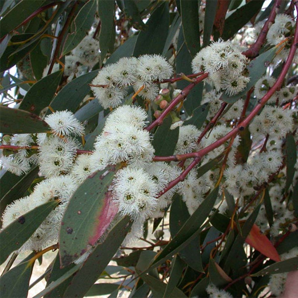 Eucalyptus parvula