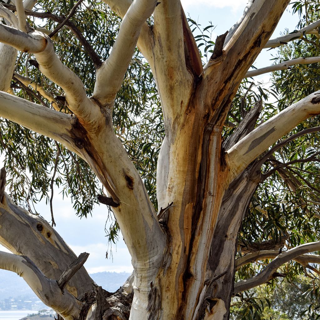 Eucalyptus pauciflora subsp. niphophila Mt Bogong - Schnee-Eucalyptus