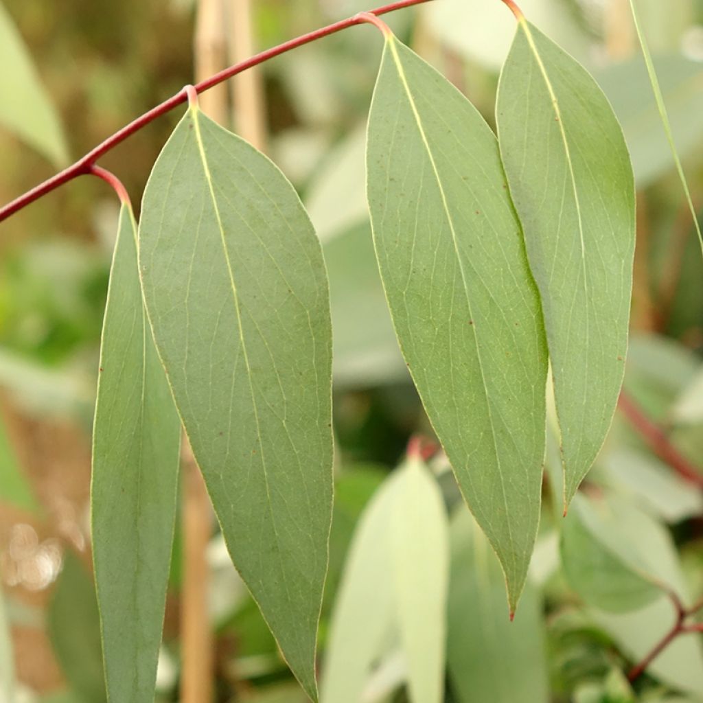 Eucalyptus pauciflora subsp. niphophila Mt Bogong - Schnee-Eucalyptus