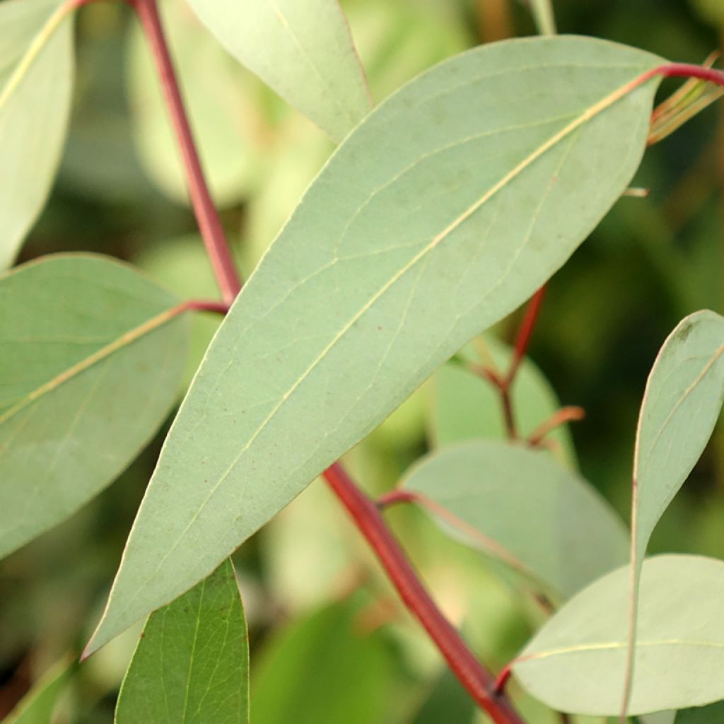 Eucalyptus pauciflora subsp. niphophila Mt Bogong - Schnee-Eucalyptus