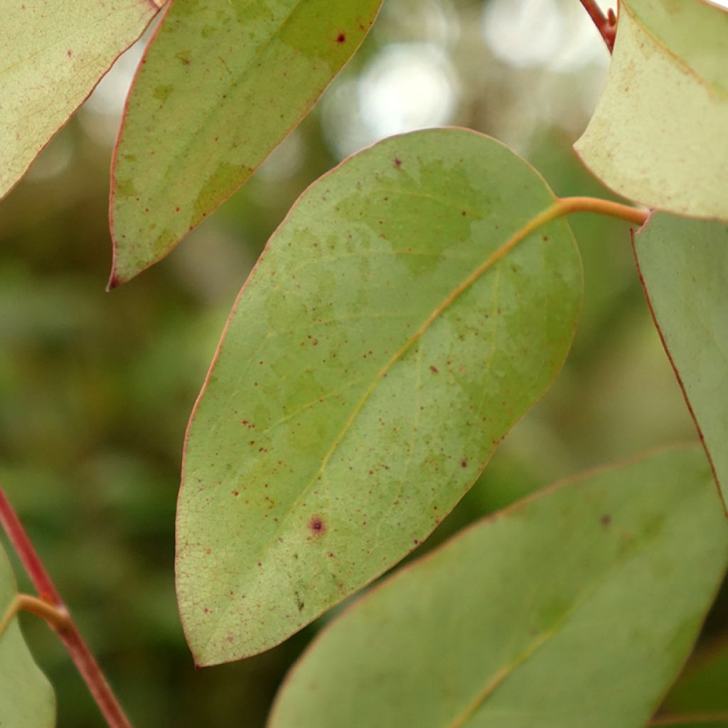 Eucalyptus pauciflora subsp. pauciflora Buffalo - Schnee-Eucalyptus