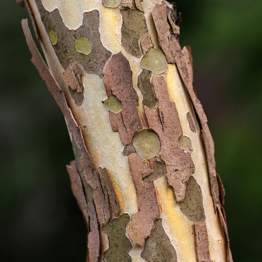 Eucalyptus perriniana