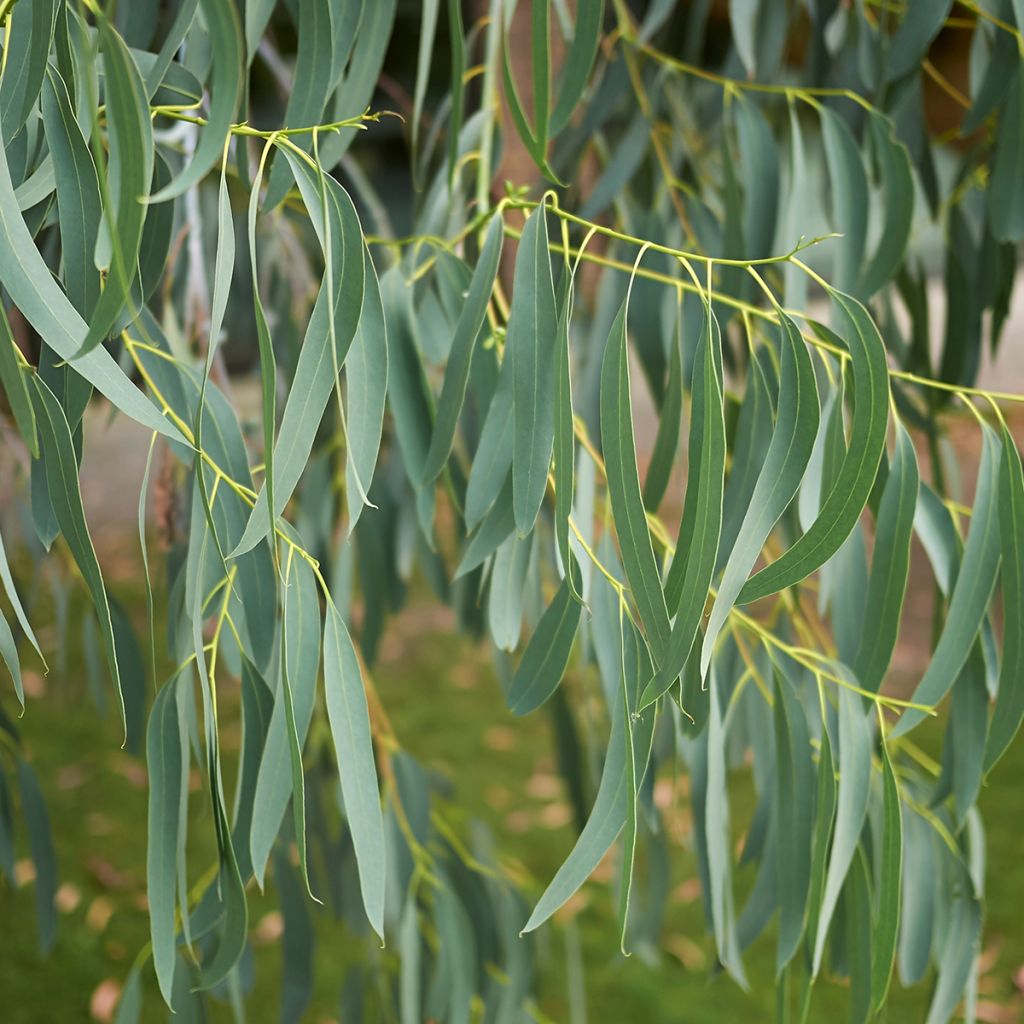 Eucalyptus perriniana