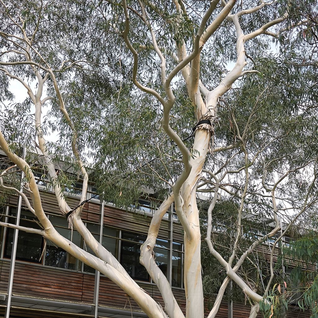 Eucalyptus perriniana