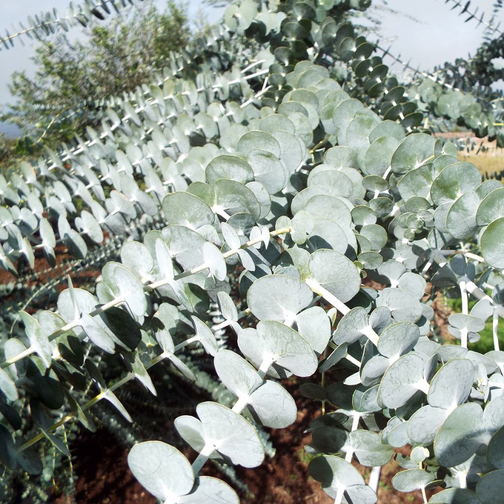 Eucalyptus pulverulenta