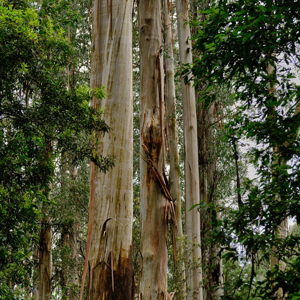 Eucalyptus regnans - Riesen-Eukalyptus