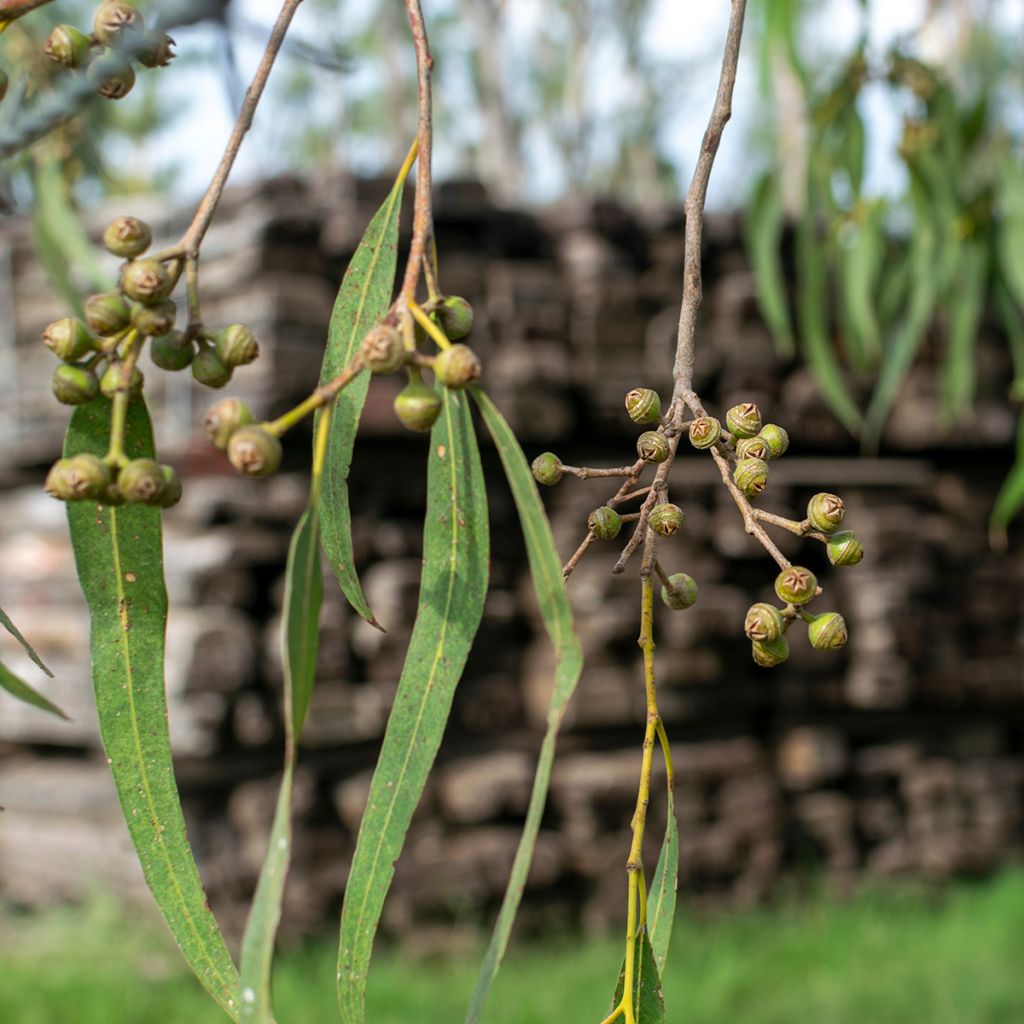 Eucalyptus robusta