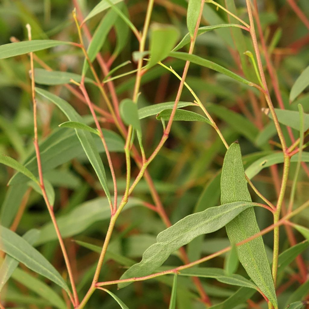 Eucalyptus rodwayi