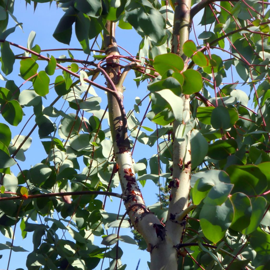 Eucalyptus rubida