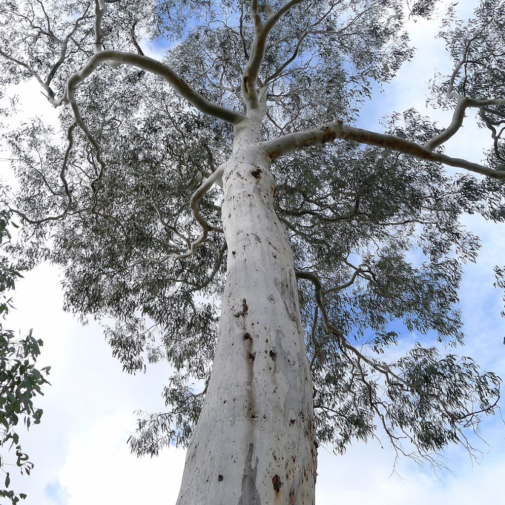 Eucalyptus rubida