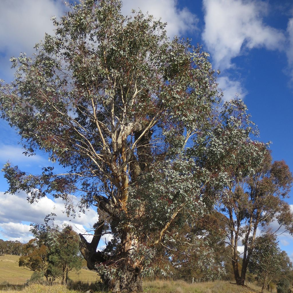 Eucalyptus rubida