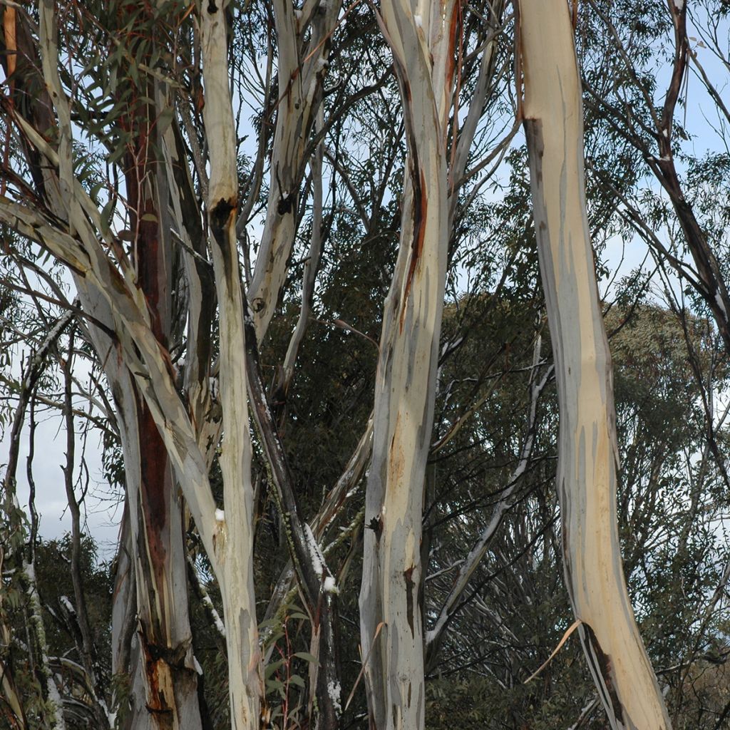 Eucalyptus saligna