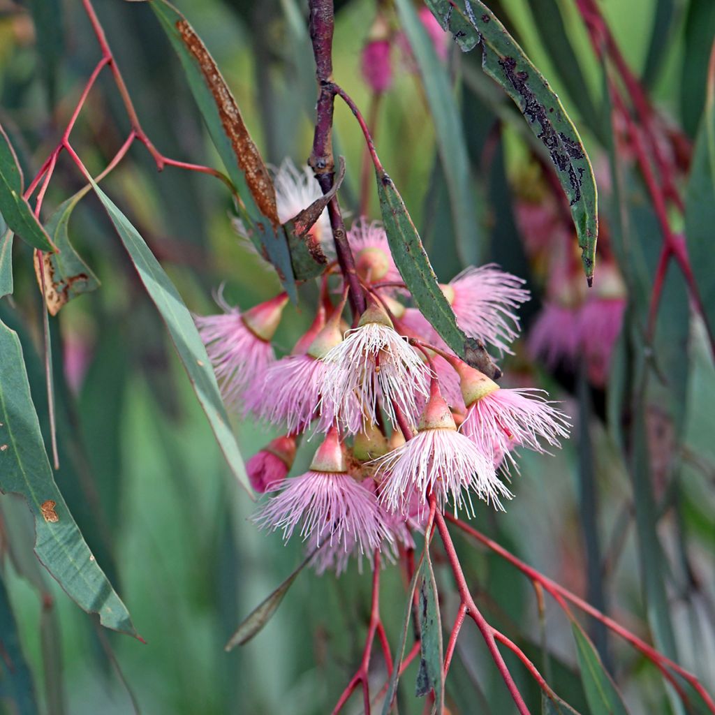 Eucalyptus sideroxylon - Eucalyptus à écorce de fer