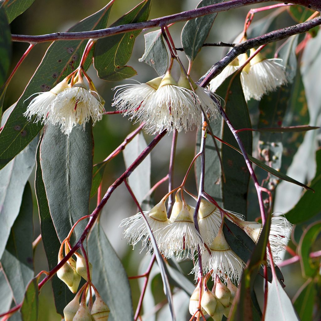 Eucalyptus sideroxylon