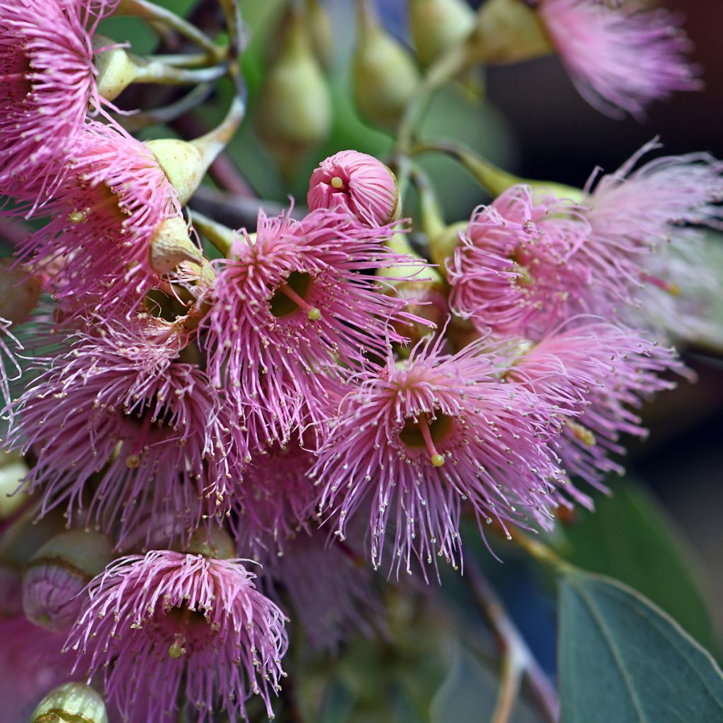 Eucalyptus sideroxylon