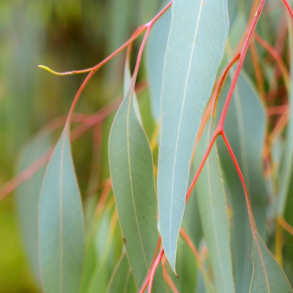 Eucalyptus sideroxylon